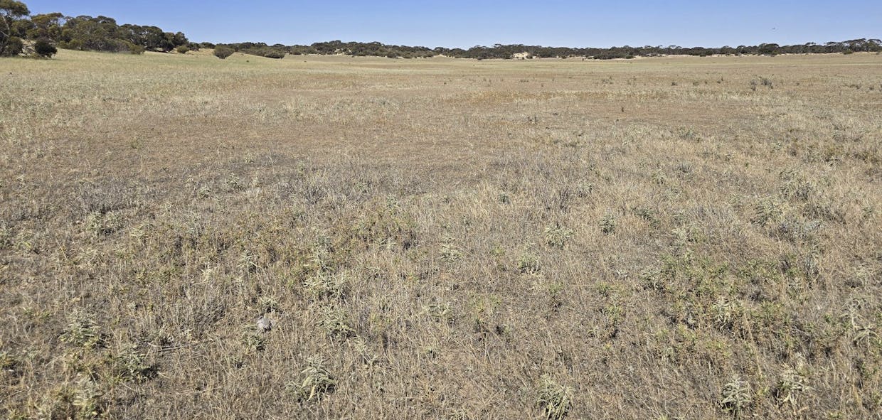 Lot 23 Billiatt Road, Lameroo, SA, 5302 - Image 6