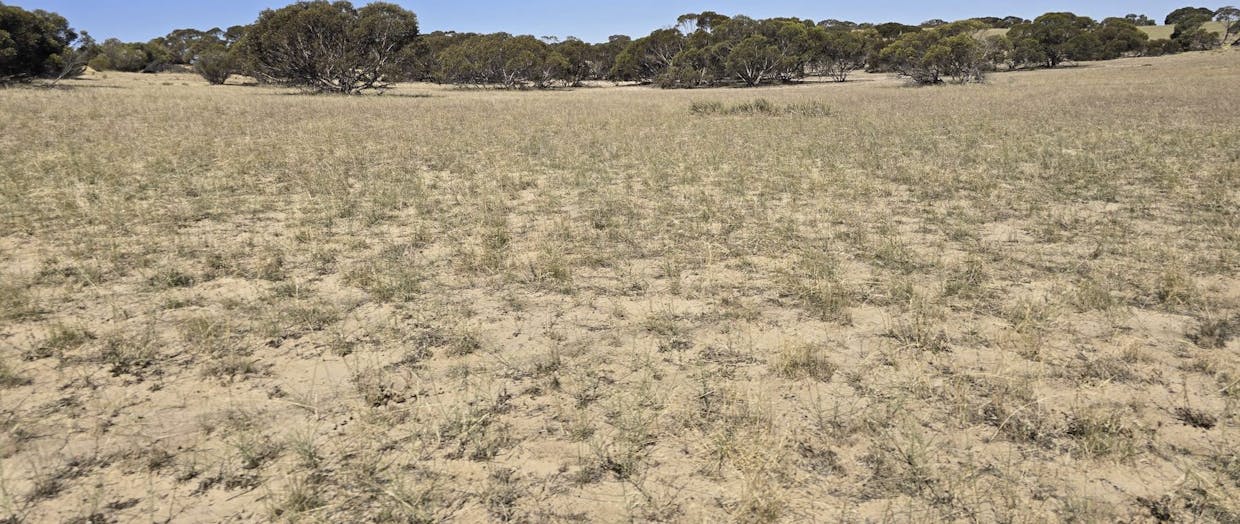 Lot 23 Billiatt Road, Lameroo, SA, 5302 - Image 10