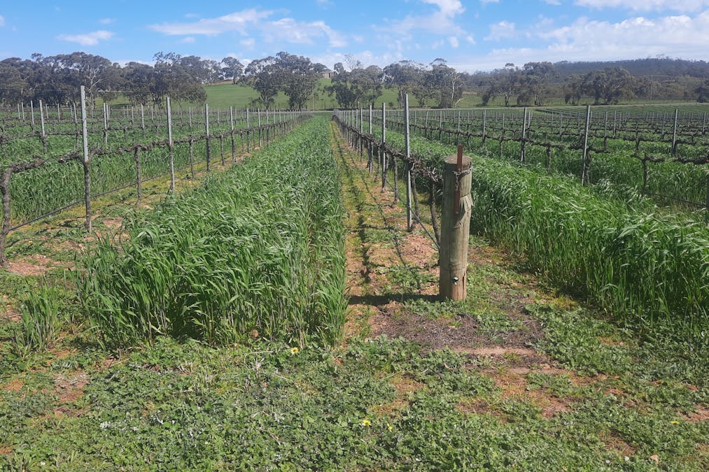 285 Neagles Rock Road, Clare, SA, 5453 - Image 8