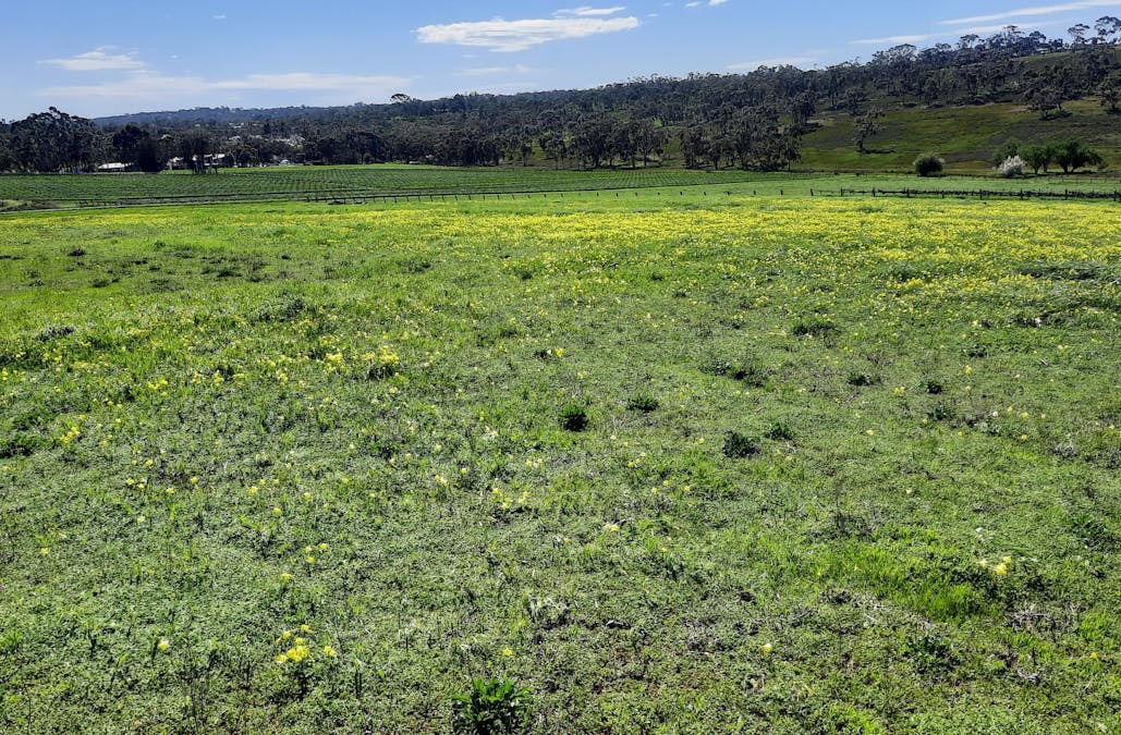 285 Neagles Rock Road, Clare, SA, 5453 - Image 14