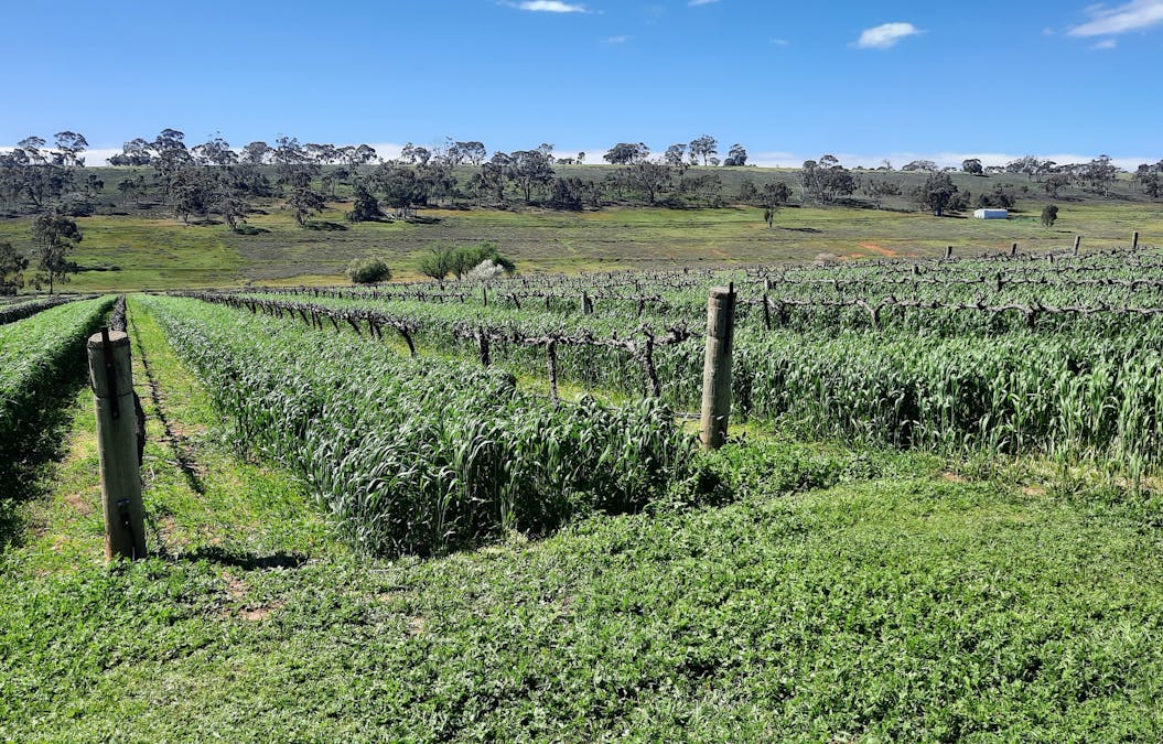 285 Neagles Rock Road, Clare, SA, 5453 - Image 6