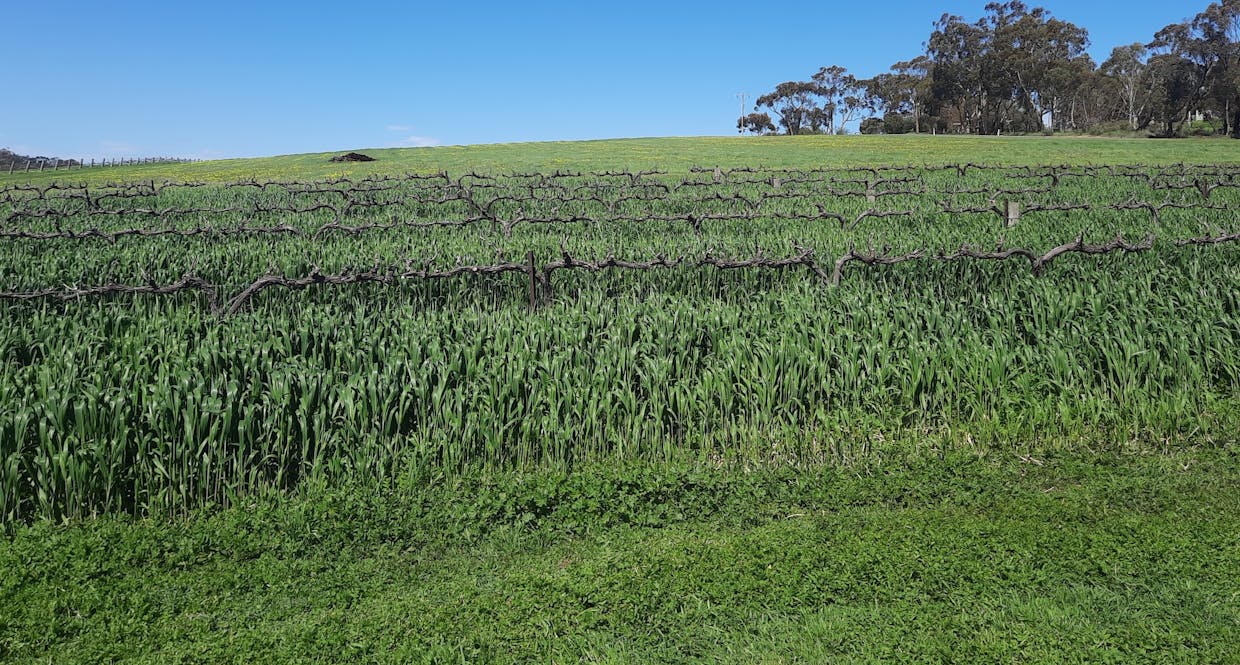 285 Neagles Rock Road, Clare, SA, 5453 - Image 7