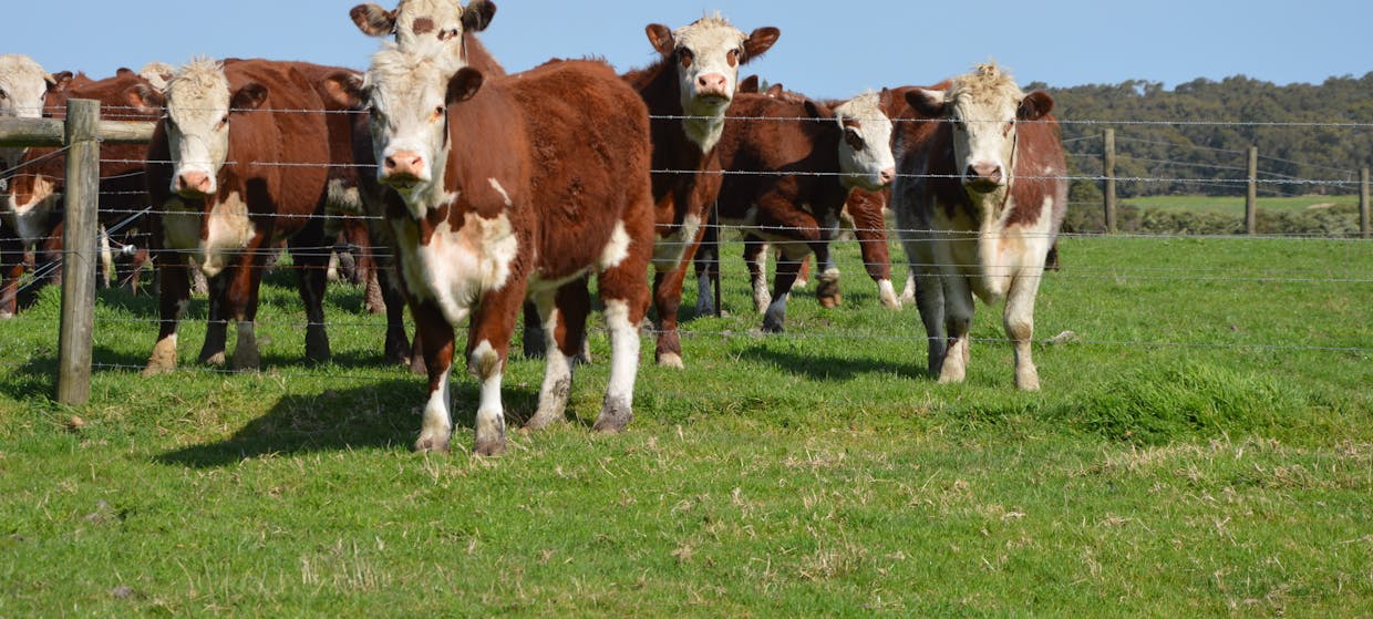 147 Outtrim - Inverloch Road, Outtrim, VIC, 3951 - Image 6