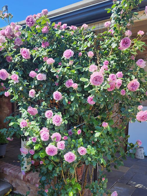 340 Tohls Road, Booborowie, SA, 5417 - Image 25