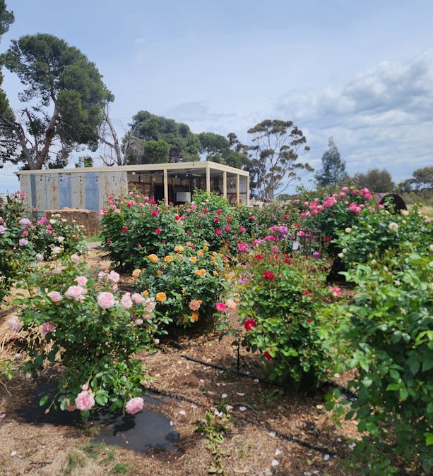 340 Tohls Road, Booborowie, SA, 5417 - Image 23