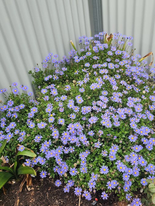 340 Tohls Road, Booborowie, SA, 5417 - Image 26