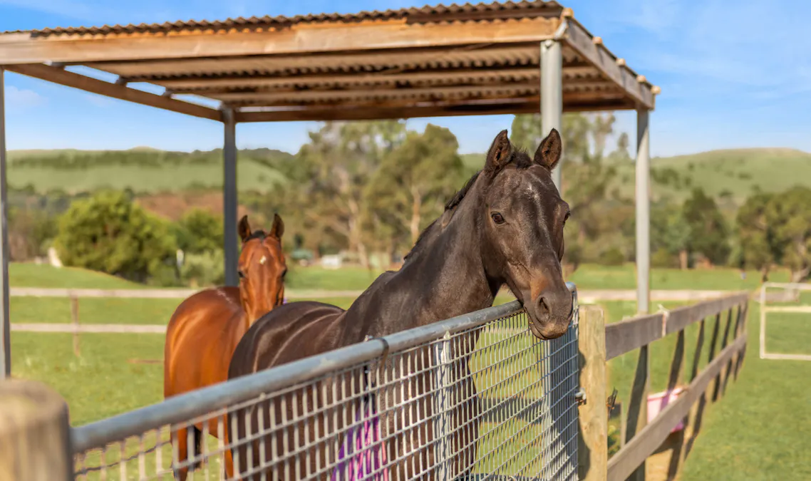 105 Racecourse Road, Pyalong, VIC, 3521 - Image 14