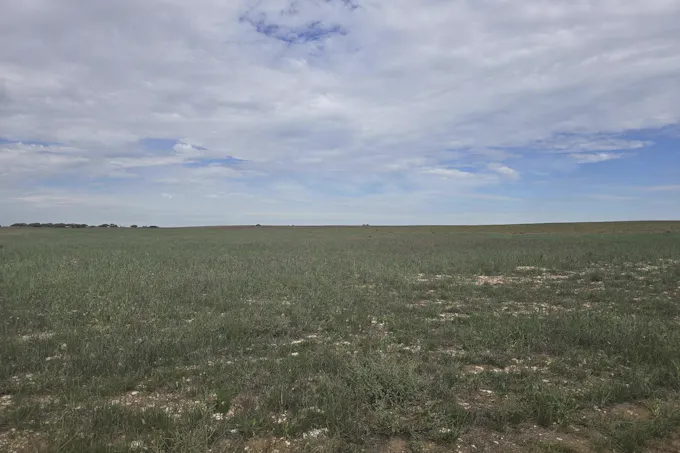 942 Baumgurtel Road, Wynarka, SA, 5306 - Image 1