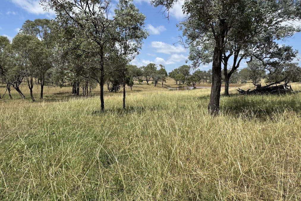 Lot 50 Rosenberger Road, Wyreema, QLD, 4352 - Image 13