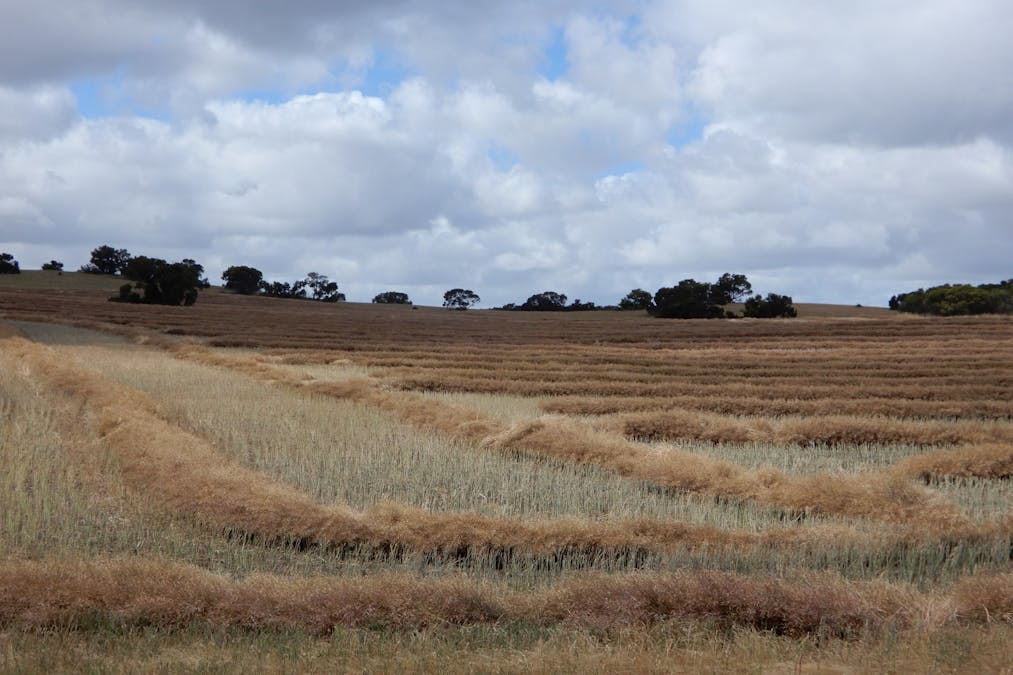 Lutze Road, Coonalpyn, SA, 5265 - Image 10