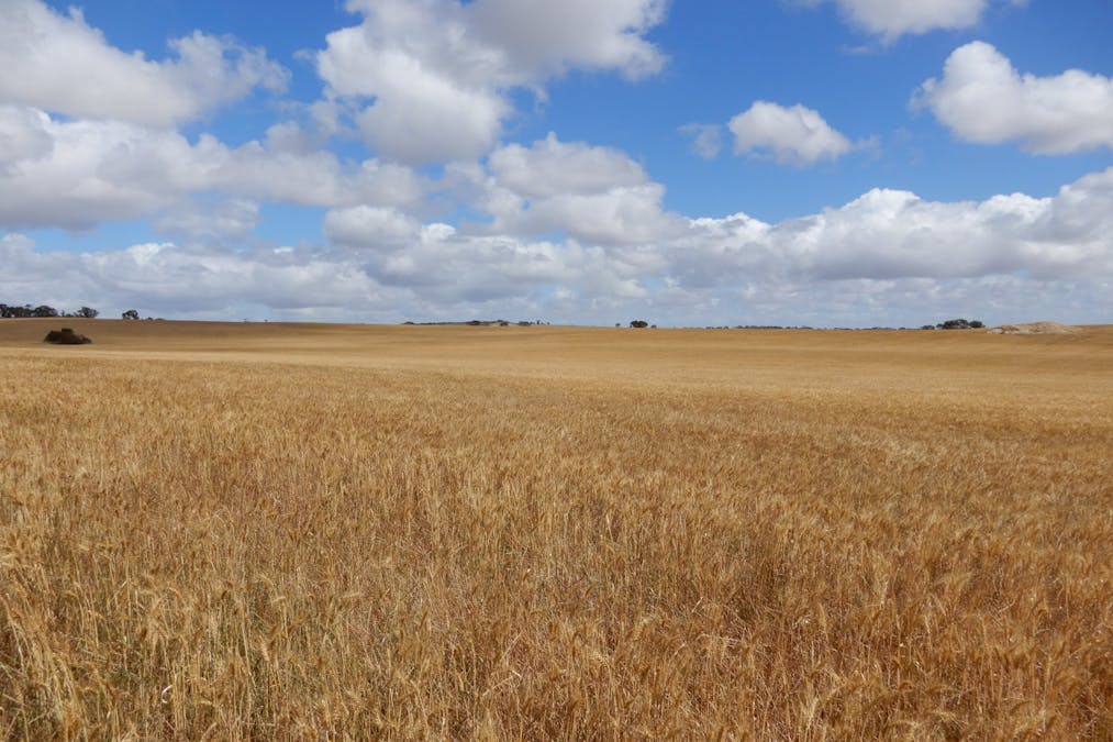 Lutze Road, Coonalpyn, SA, 5265 - Image 16