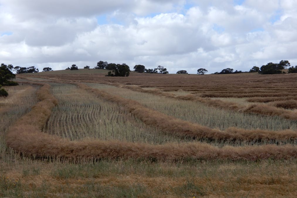 Lutze Road, Coonalpyn, SA, 5265 - Image 13