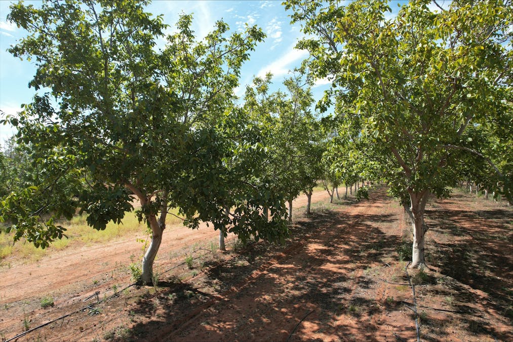 491 Dalziel Road, Winkie, SA, 5343 - Image 32