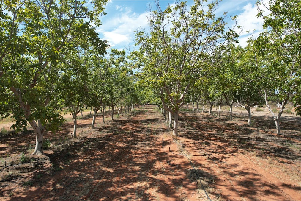 491 Dalziel Road, Winkie, SA, 5343 - Image 33