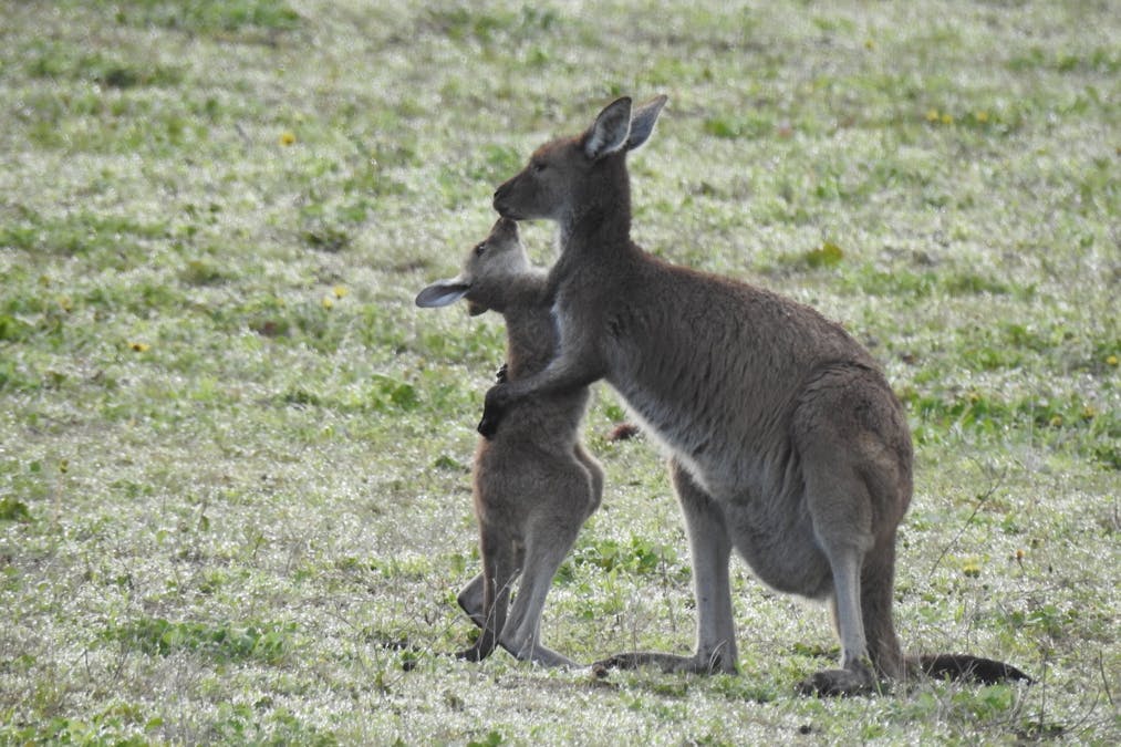 839 Signal Flat Road, Finniss, SA, 5255 - Image 31