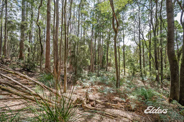 Faheys Lane — photo from Elders Circular Head