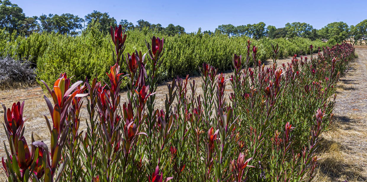 89 Vine Cottage Lane, Dandaragan, WA, 6507 - Image 24