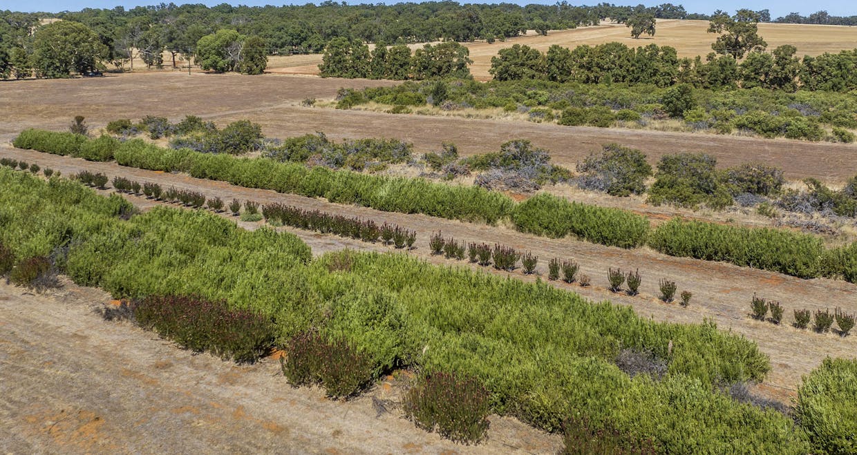 89 Vine Cottage Lane, Dandaragan, WA, 6507 - Image 27