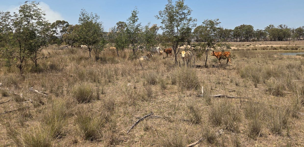 Allies Creek Road, Cadarga, QLD, 4626 - Image 7