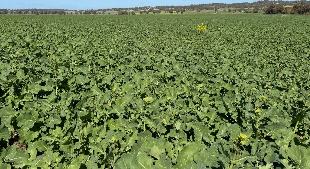 Butchers Road, Dale, WA, 6304 - Image 20