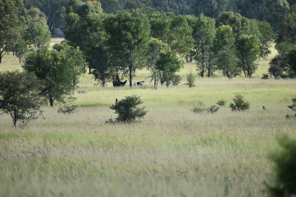 5074 Alpha Tambo Road, Alpha, QLD, 4724 - Image 10