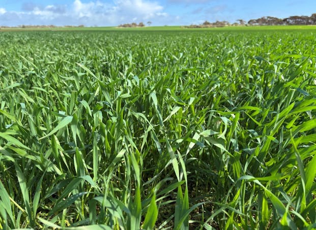 Lot 29 Eyre Highway Road, Poochera, SA, 5655 - Image 1