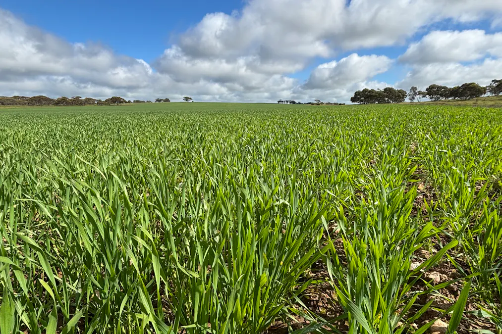Lot 29 Eyre Highway Road, Poochera, SA, 5655 - Image 1