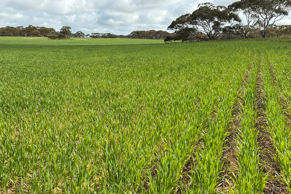 Lot 29 Eyre Highway Road, Poochera, SA, 5655 - Image 13