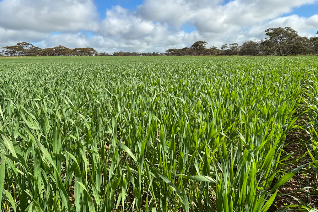 Lot 29 Eyre Highway Road, Poochera, SA, 5655 - Image 3