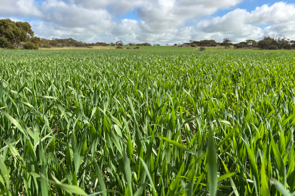 Lot 29 Eyre Highway Road, Poochera, SA, 5655 - Image 14