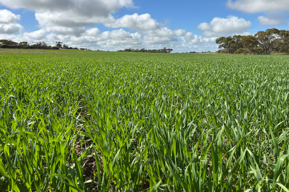 Lot 29 Eyre Highway Road, Poochera, SA, 5655 - Image 15