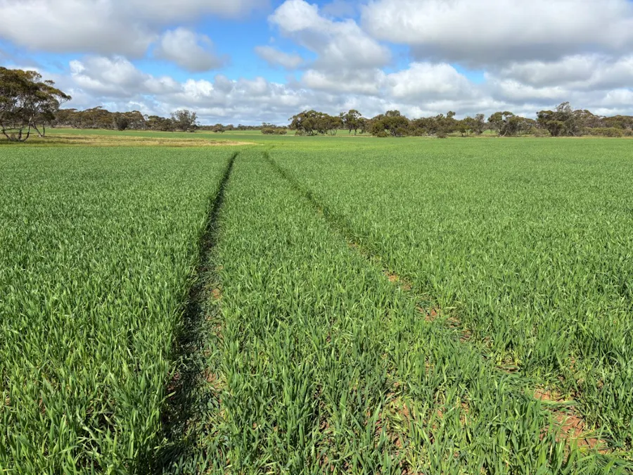 Lot 29 Eyre Highway Road, Poochera, SA, 5655 - Image 17