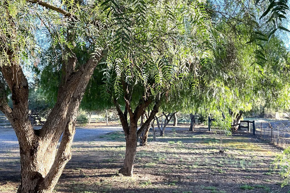 4 Coombs Court, Lewiston, SA, 5501 - Image 24