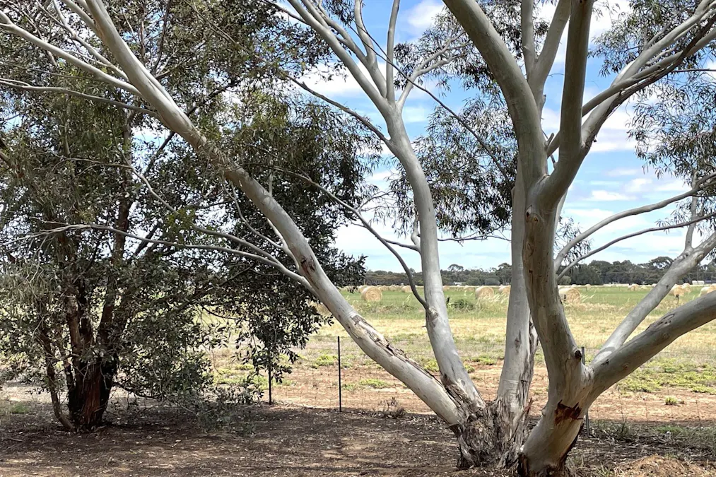 4 Coombs Court, Lewiston, SA, 5501 - Image 26