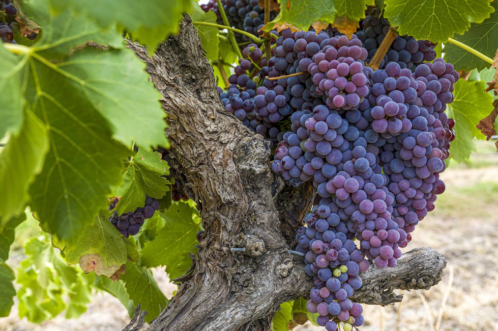 301 Padbury Avenue, Millendon, WA, 6056 - Image 24