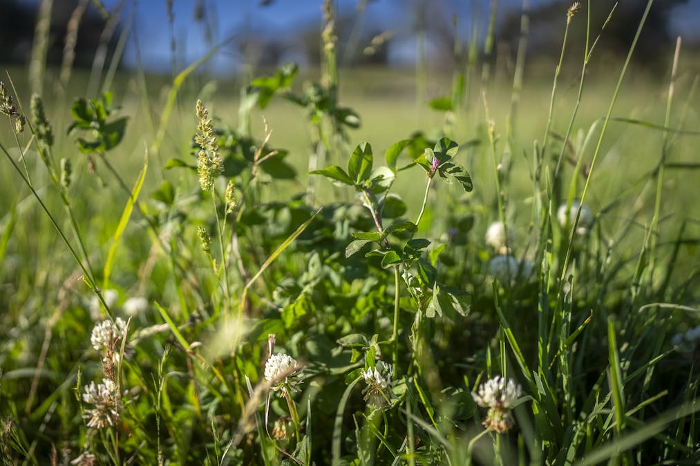 161 Hickeys Road, Wongwibinda, NSW, 2350 - Image 27