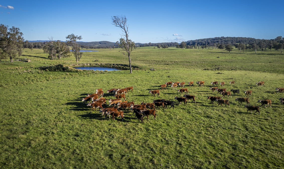 161 Hickeys Road, Wongwibinda, NSW, 2350 - Image 12