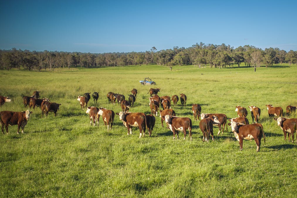 161 Hickeys Road, Wongwibinda, NSW, 2350 - Image 5