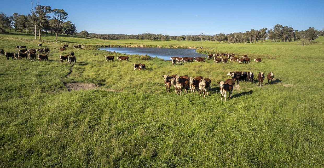 161 Hickeys Road, Wongwibinda, NSW, 2350 - Image 1