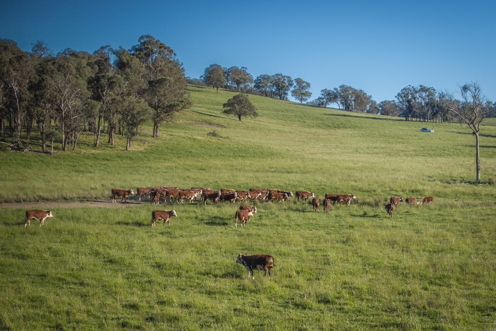 161 Hickeys Road, Wongwibinda, NSW, 2350 - Image 10