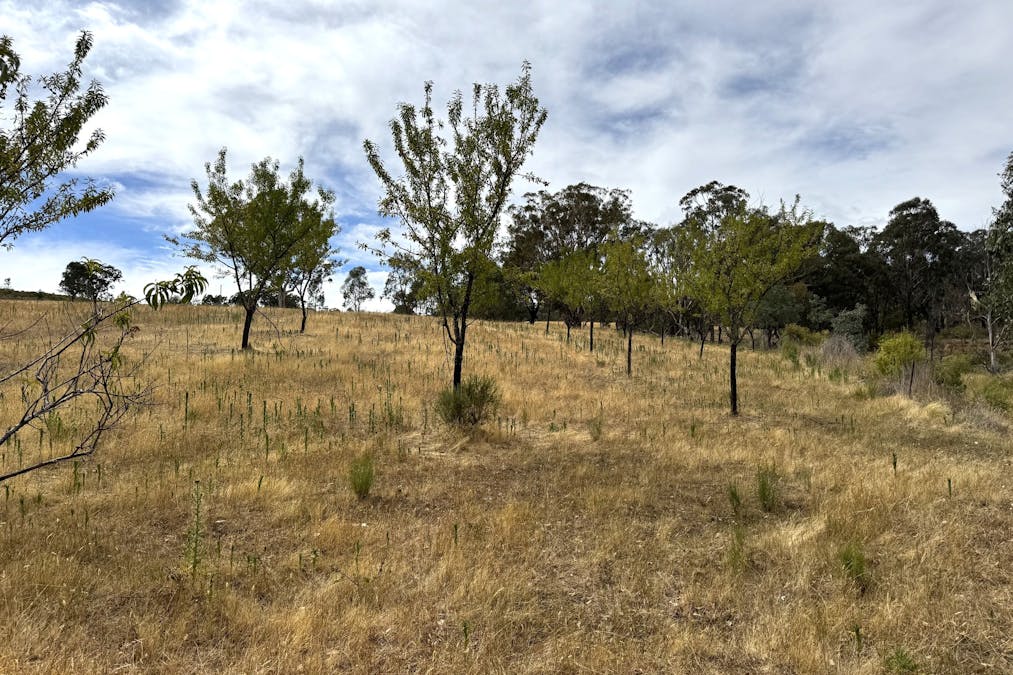 848 Kentucky Road, Neville, NSW, 2799 - Image 7