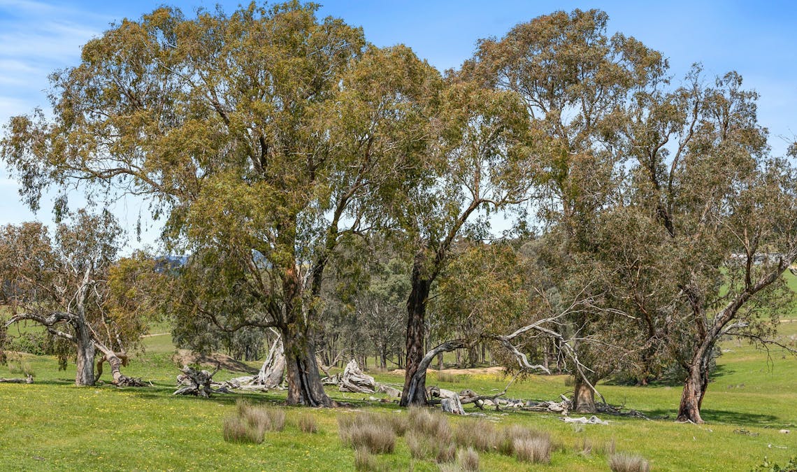 46 Lemins Road, Merton, VIC, 3715 - Image 6