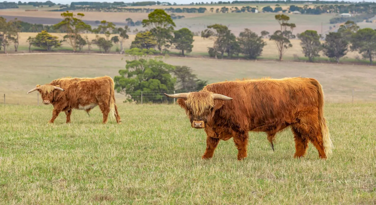 80 Devon Road, Barrabool, VIC, 3221 - Image 32