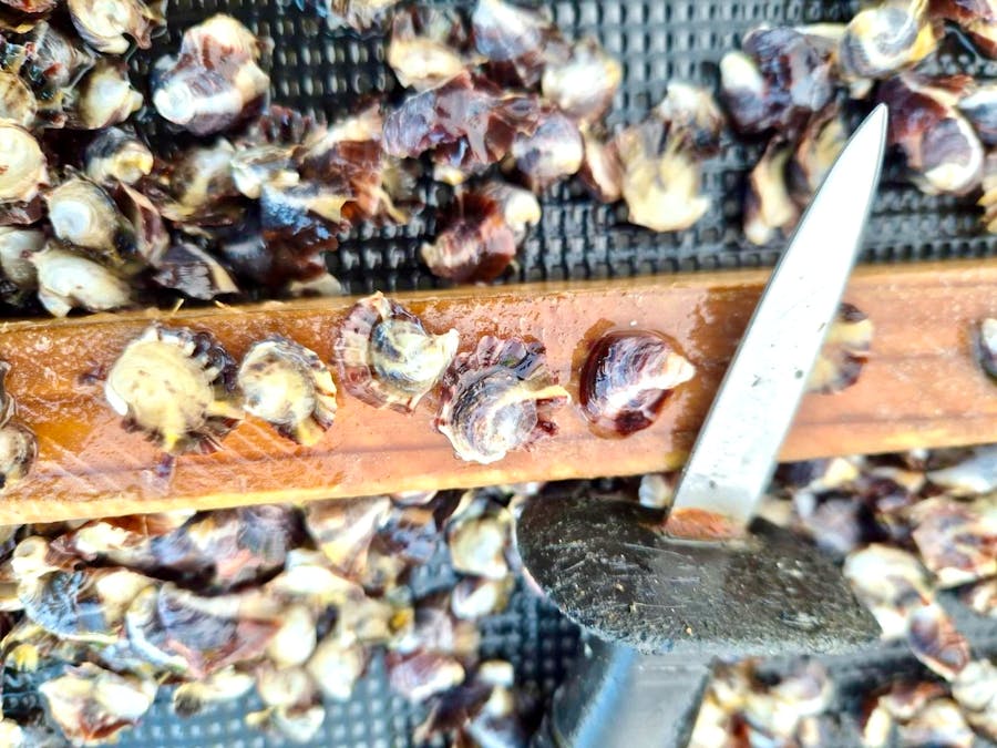 49A Thiselton Way, Denial Bay, SA, 5690 - Image 21