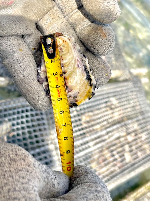 49A Thiselton Way, Denial Bay, SA, 5690 - Image 20