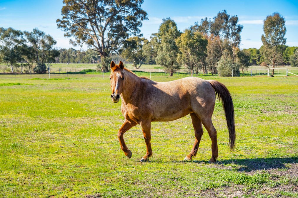 290 Savernake Road, Mulwala, NSW, 2647 - Image 16