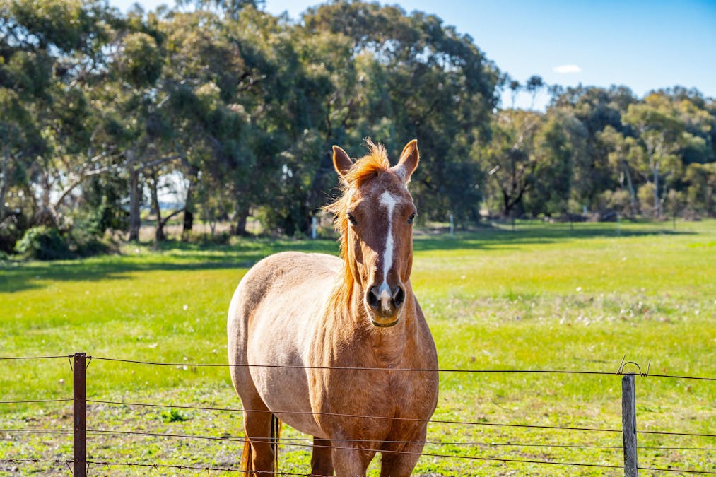 290 Savernake Road, Mulwala, NSW, 2647 - Image 21