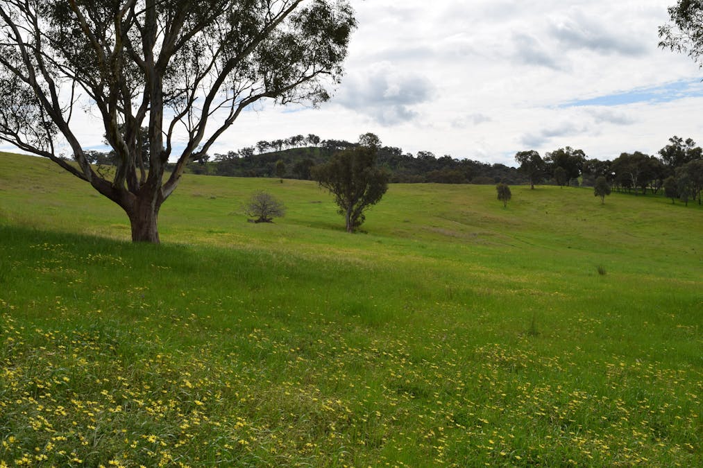 87 Splitters Creek Road, Splitters Creek, NSW, 2640 - Image 3