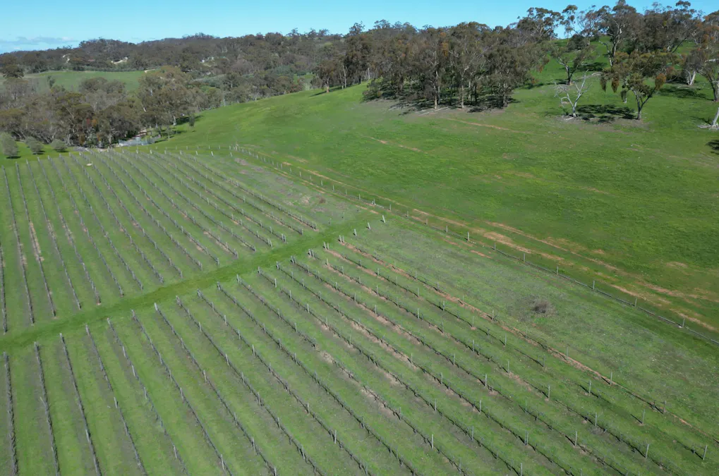 Lot 388 McCord Lane, Gillentown, SA, 5453 - Image 6