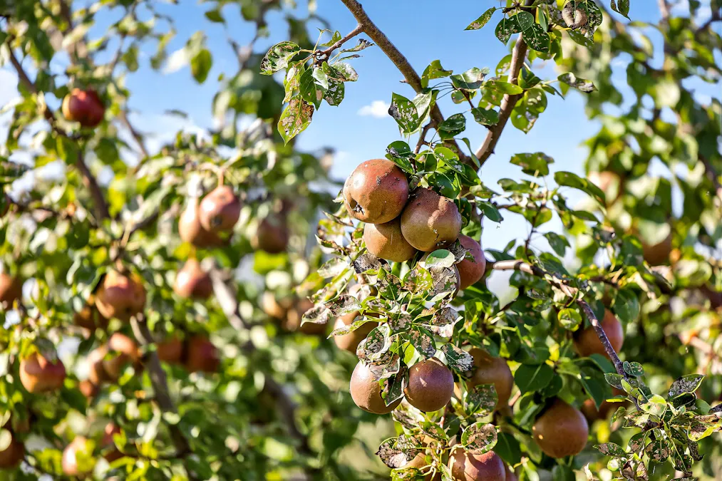 185  McNamaras Road, Sarsfield, VIC, 3875 - Image 21